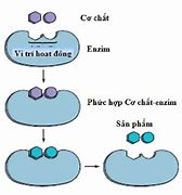 Enzym Ở Nước Bọt